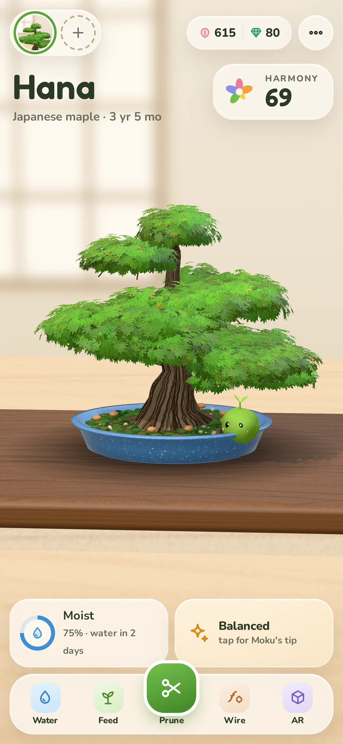Hana, a three-year-old Japanese maple, on its walnut stand in the tatami study, with the everyday care tools below.
