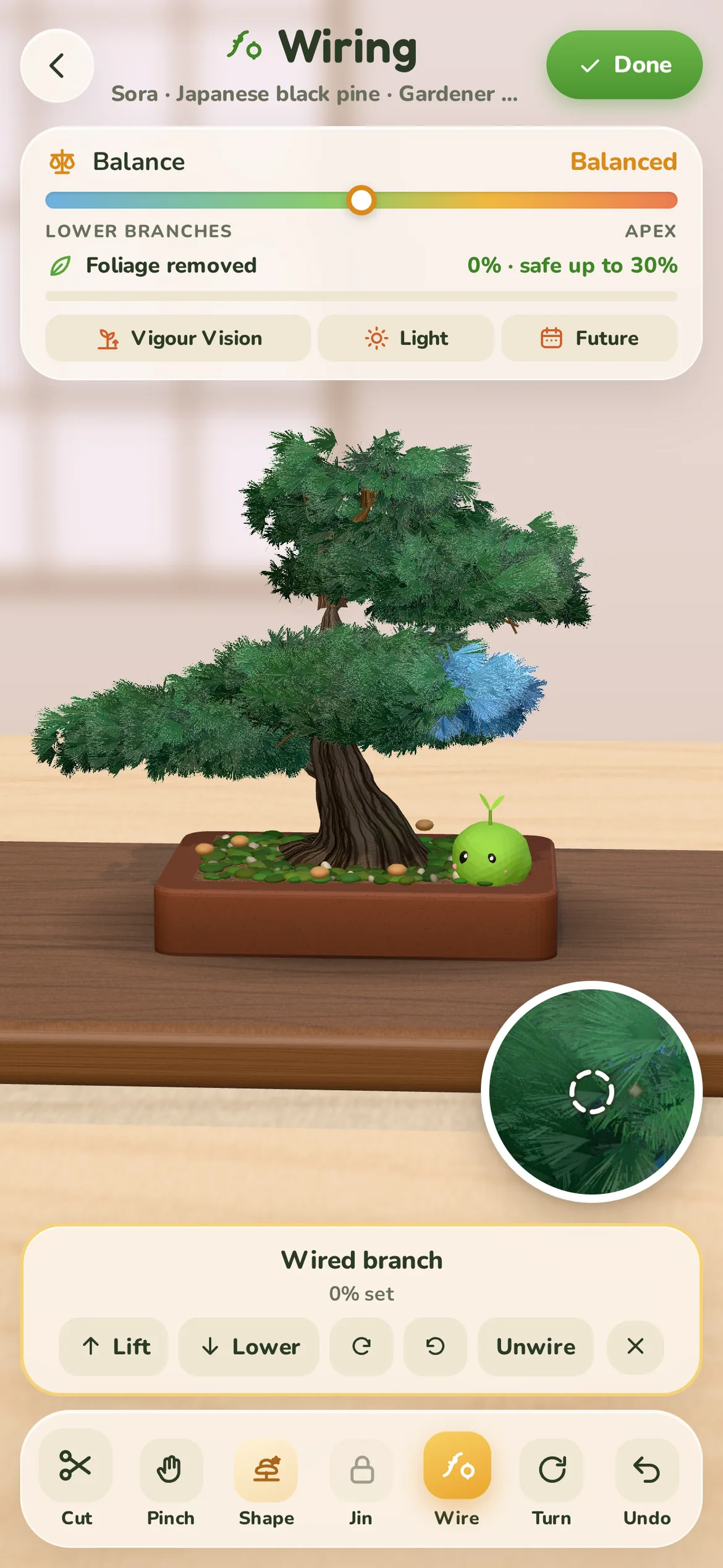 Wiring a Japanese black pine: lift, lower or twist a branch, then let the wood set.