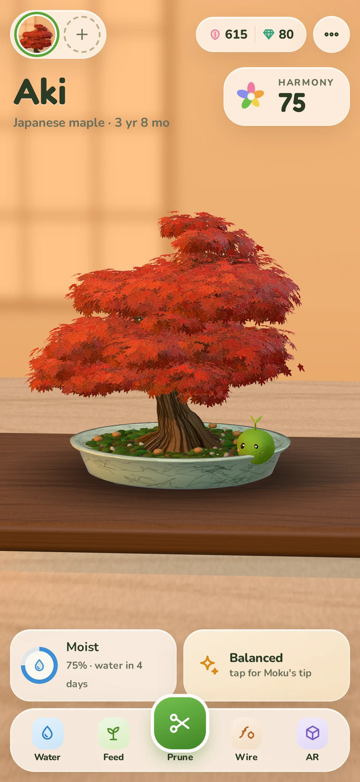 A Japanese maple turned fiery red in autumn, in warm evening light and a celadon crackle pot.